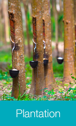 Plantation